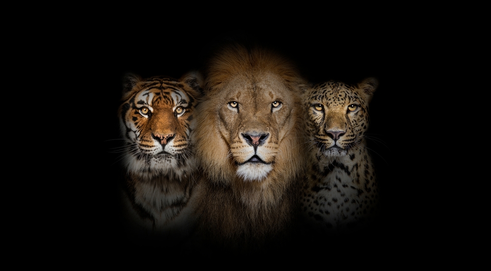 A lion, Tiger, a jaguar spirit animals
